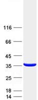 Human MLX / TCFL4 Protein (Recombinant Myc-DDK (Flag))