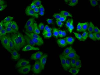 Polyclonal Rabbit anti-Human MEGF8 Antibody (IHC, IF)
