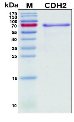 Human CDH2 / N Cadherin Protein (Recombinant His, N-Terminal)