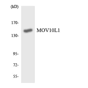 MOV10L1 Antibody (aa300-349)