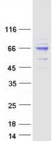 Human AIFM1 / AIF / PDCD8 Protein (Recombinant Myc-DDK (Flag))