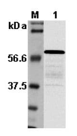 Listeria, p60 Antibody