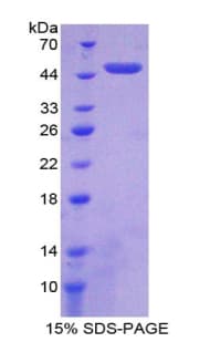 Mouse NUCB2 / Nucleobindin 2 Protein (Recombinant His-T7)