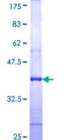 Human GRIN1 / NMDAR1 Protein (Recombinant GST, N-terminus)