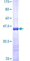 Human MAGP / MFAP2 Protein (Recombinant GST, N-terminus)