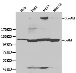 Polyclonal Rabbit anti-Human ABL1 / c-ABL Antibody (WB)