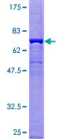 Human CANT1 Protein (Recombinant GST)