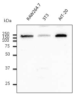 Polyclonal Goat anti-Human EEA1 Antibody (C-Terminus, IF, WB)
