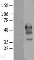 Human PDCD1 / CD279 / PD-1 Protein (Over-Expression Lysate Myc-DDK (Flag))