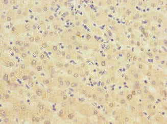 BTN1A1 Antibody