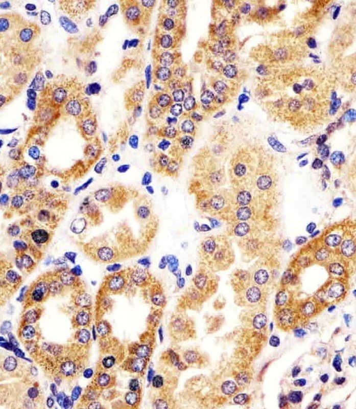 HTR1E / 5-HT1E Receptor Antibody (aa223-258)