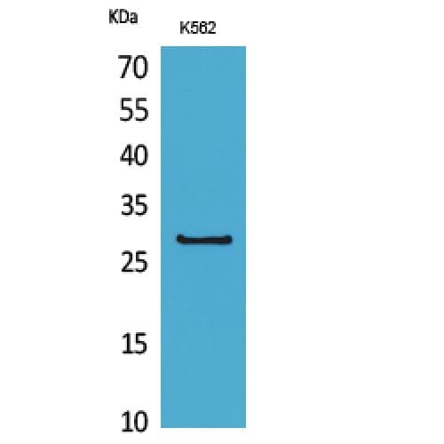 Polyclonal Rabbit anti-Human CD58 Antibody (21-70 aa, Internal, WB)