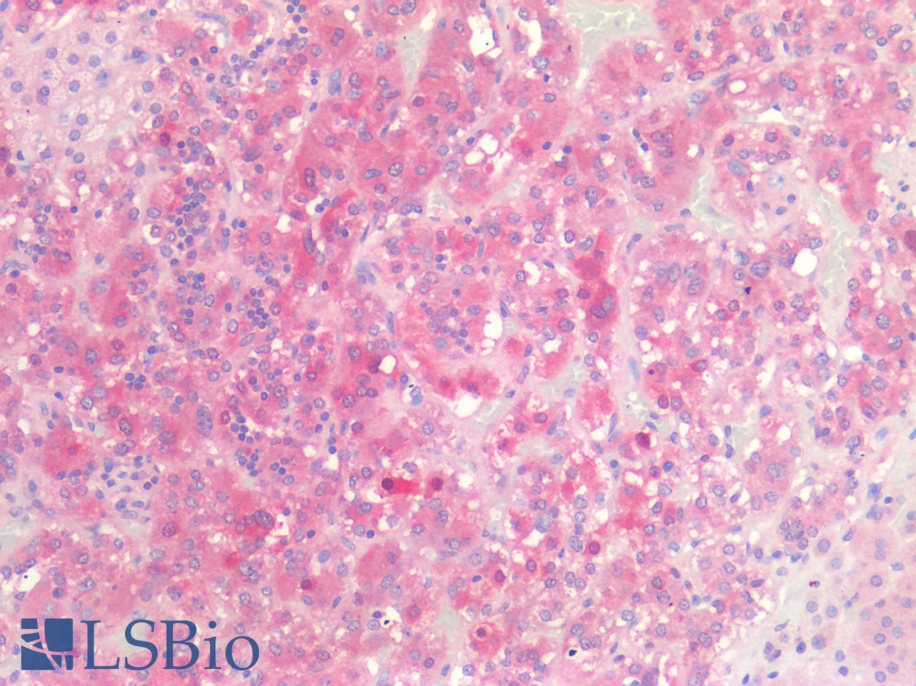 IHC-plus™ CSPG4 / NG2 Antibody