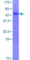 Human POU4F3 / BRN3C Protein (Recombinant GST)