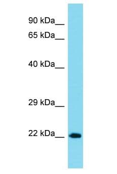NCKAP5 Antibody (aa69-118)