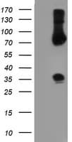 SNAI2 / SLUG Antibody (clone OTI2F3, Carrier-free)