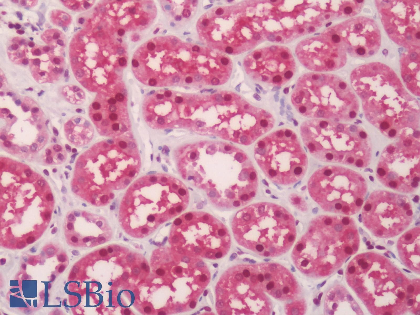 IHC-plus™ GAPDH Antibody (clone 6C5)