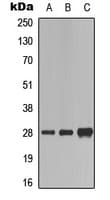 FADD Antibody (C-Terminus)