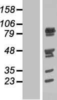 PIG1 / NUFIP2 Protein (Over-Expression Lysate Myc-DDK (Flag))