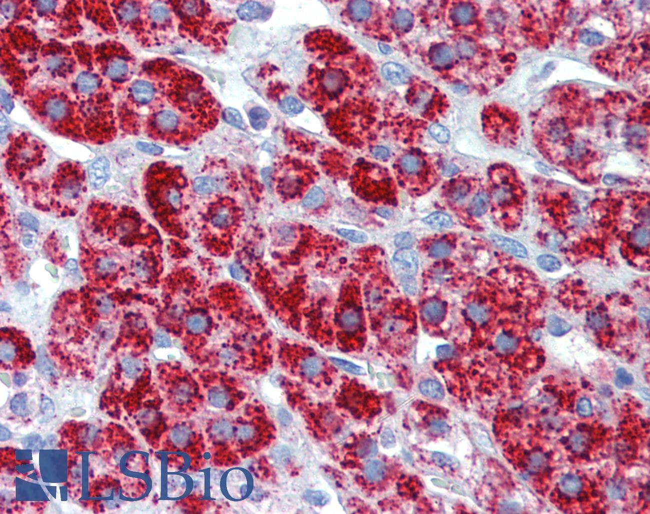 PathPlus™ HSPD1 / HSP60 Antibody (clone LK-2)