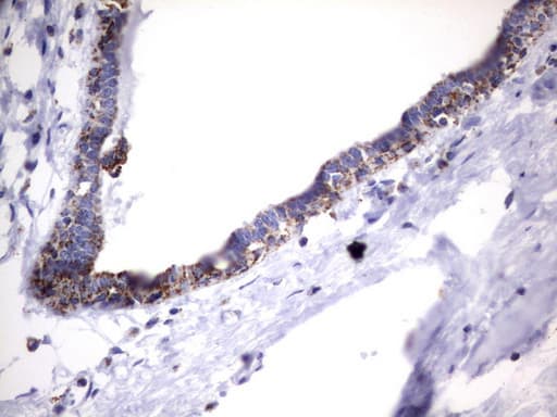 HADH Antibody (aa57-314, clone UMAB151, Carrier-free)