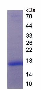 Mouse PDGF-AA Protein (Native His, N-Terminal)