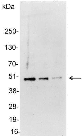Glu-Glu Tag Antibody (aa314-319)