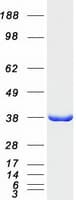 Human GLRX3 / Glutaredoxin 3 Protein (Recombinant Myc-DDK (Flag))