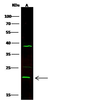 CNTF Antibody (Preservative Free)