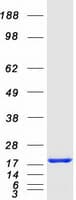 Human SUB1 Protein (Recombinant Myc-DDK (Flag))