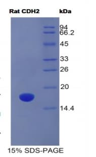 Rat CDH2 / N Cadherin Protein (Recombinant His)