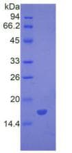Mouse BMP7 Protein (Recombinant His, N-Terminal)