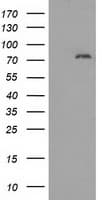 MTMR14 Antibody (clone OTI6F8)