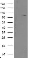 SKIL / SNO / SnoN Antibody (clone OTI2C5)