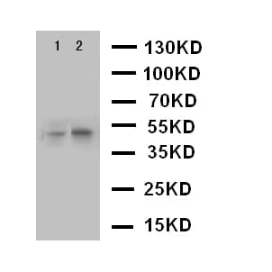 CXCR5 Antibody (aa358-372)