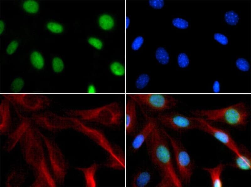 CHD7 Antibody (Biotin)
