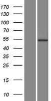 AKT3 Protein (Over-Expression Lysate Myc-DDK (Flag))