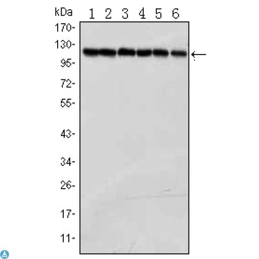 PARP1 Antibody