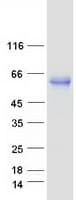 Human PVRL2 / CD112 Protein (Recombinant Myc-DDK (Flag))