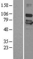Human P2RX7 / P2X7 Protein (Over-Expression Lysate Myc-DDK (Flag))