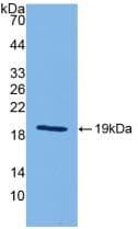 IL18 Antibody (aa36-192)