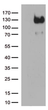 CD34 Antibody (aa312-385, clone OTI10C8)