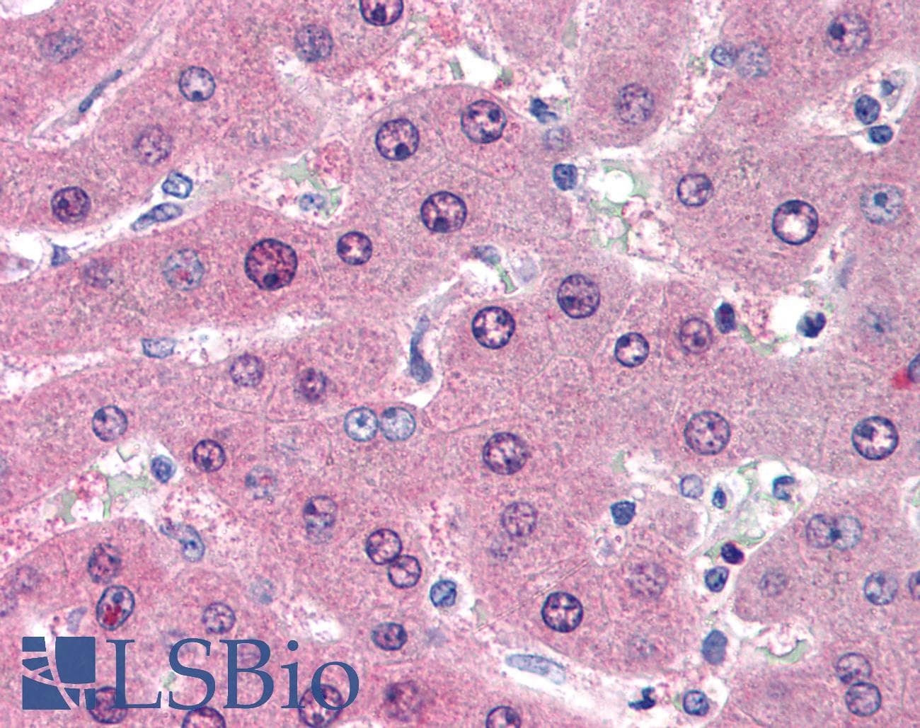 IHC-plus™ LIME1 / LIME Antibody (aa281-296, clone LIME-10)