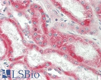BAP / SIL1 Antibody (aa54-103)