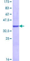 Human LAMA4 / Laminin Alpha 4 Protein (Recombinant GST)