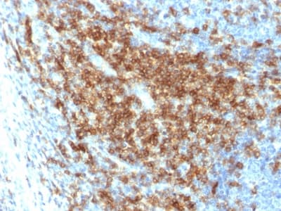 Recombinant Monoclonal Rabbit anti-Human SPN / CD43 Antibody (clone SPN/2049R, Azide-free,Carrier-free, IHC, IF, WB)