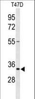 TSPAN33 / PEN Antibody (aa254-283)