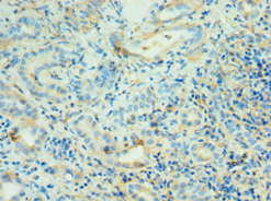 AGT / Angiotensinogen Antibody (aa35-285)