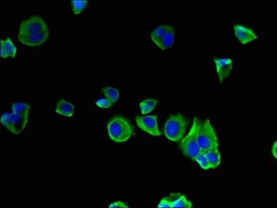 SEC22L2 / SEC22A Antibody