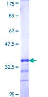 Human KCNJ15 / KIR4.2 Protein (Recombinant GST, N-terminus)